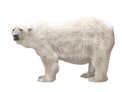 polar bear